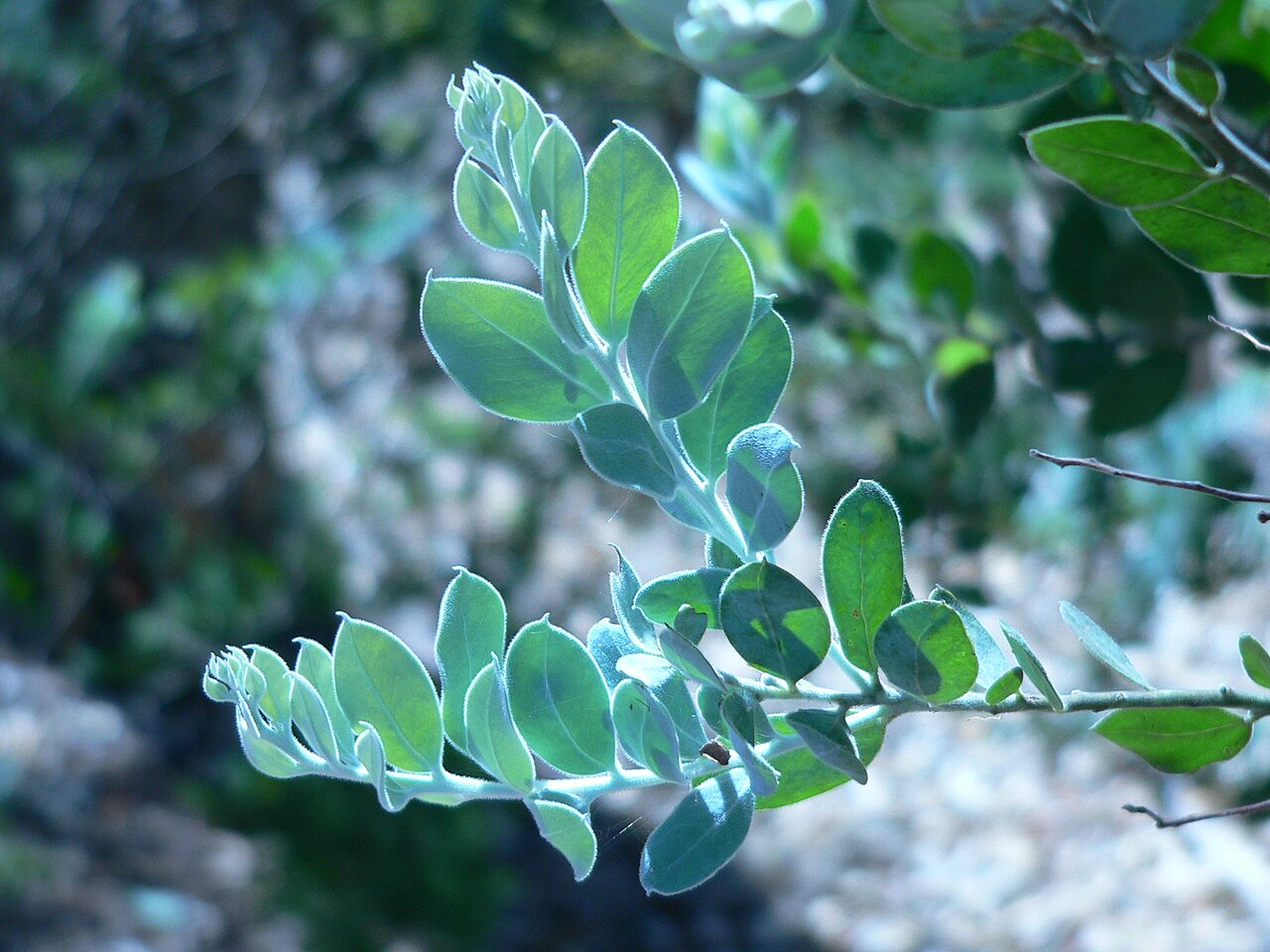Pearl wattle: Follaje de Acacia podalyriifolia