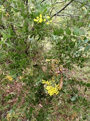 Pearl wattle (Acacia podalyriifolia)