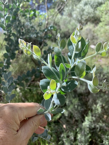 Pearl wattle (Acacia podalyriifolia)