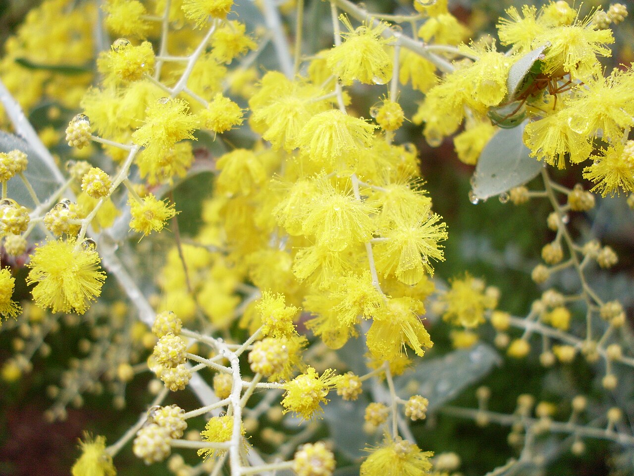 Pearl wattle: Nowhere near the Mt Morgan, the Mount Morgan Wattle (Acacia podalyriifolia) is the brightest blossom in the garden. Como NSW Australia, June 2009.