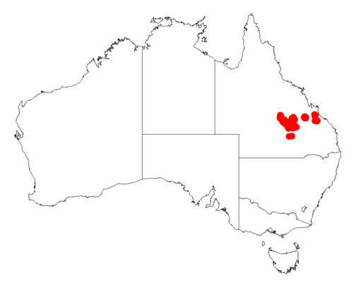 Acacia polifolia: Acacia polifolia occurrence data from Australasian Virtual Herbarium downloaded from https://doi.org/10.26197/5c06138894b on December 8 2018