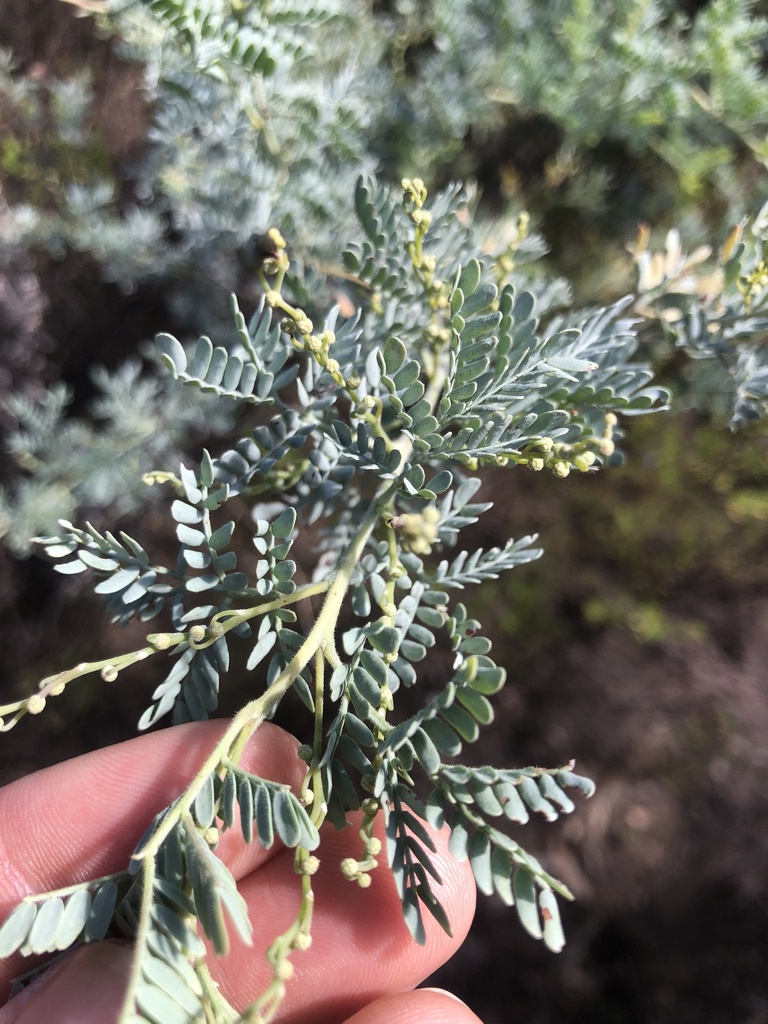 Acacia polybotrya (Acacia polybotrya)