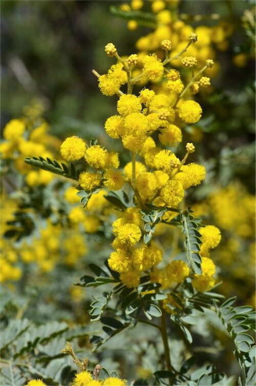 Acacia polybotrya: Acacia polybotrya