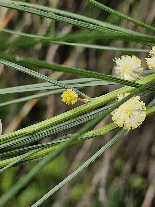 Acacia ptychoclada: Acacia ptychoclada near Wentworth Falls