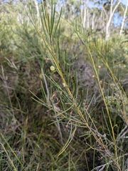 Acacia ptychoclada (Acacia ptychoclada)