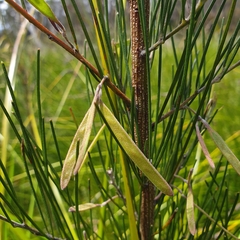 Acacia ptychoclada (Acacia ptychoclada)