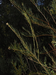 Acacia ptychoclada (Acacia ptychoclada)