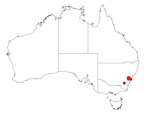 Acacia ptychoclada: Acacia ptychoclada occurrence data from Australasian Virtual Herbarium downloaded from https://doi.org/10.26197/5c06138894b on December 8 2018