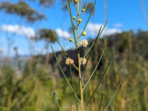 Acacia ptychoclada (Acacia ptychoclada)