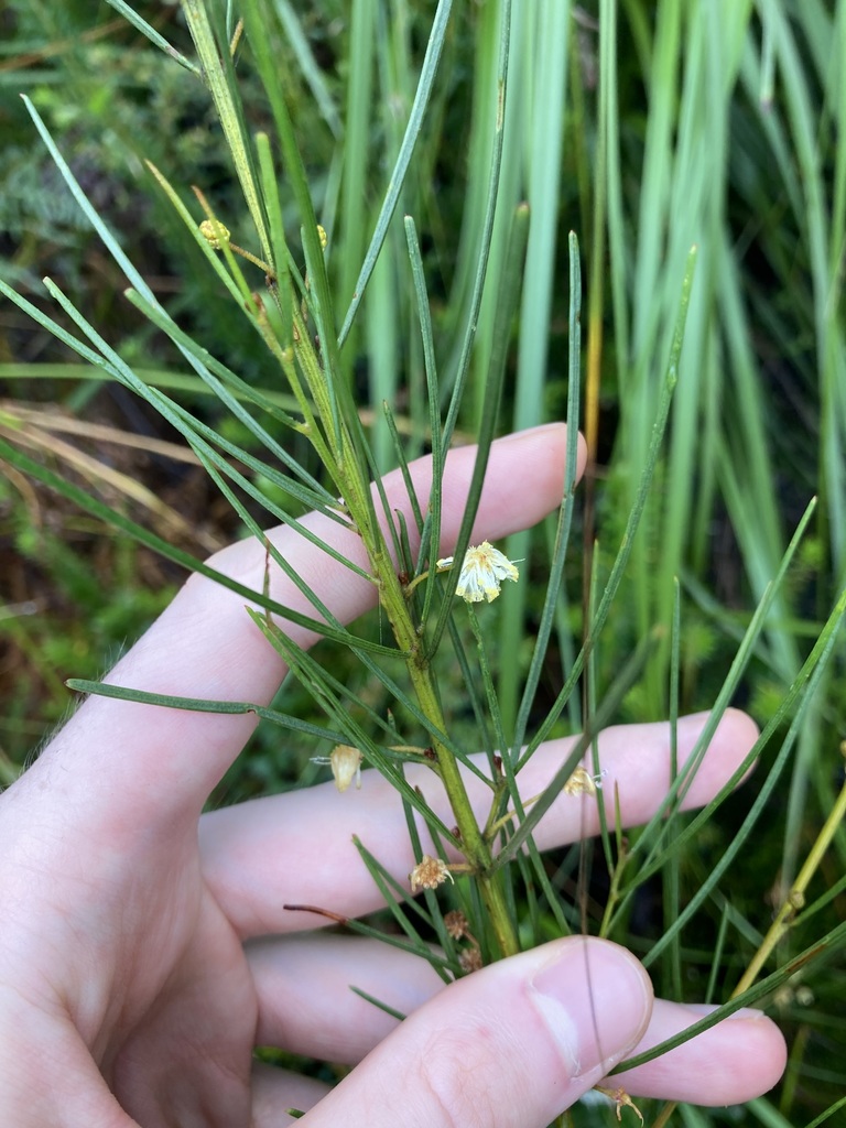 Acacia ptychoclada (Acacia ptychoclada)
