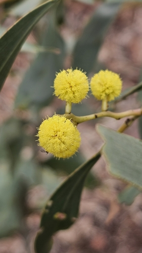 Golden wattle