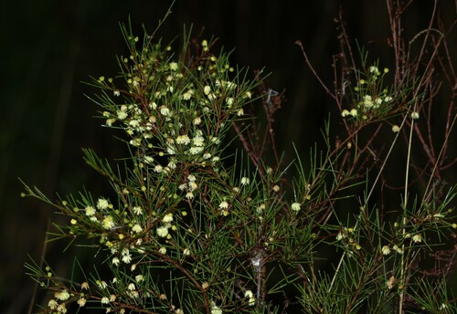 Acacia quadrilateralis (Acacia quadrilateralis)