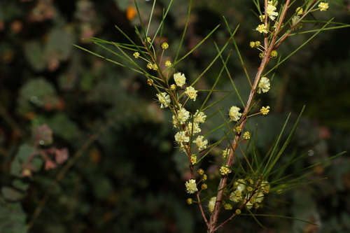 Acacia quadrilateralis (Acacia quadrilateralis)