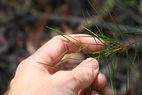Acacia quadrilateralis (Acacia quadrilateralis)