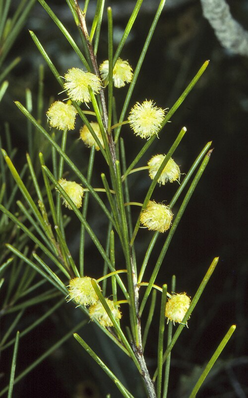 Acacia quadrilateralis: Acacia quadrilateralis flower & foliage