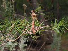Acacia quadrilateralis (Acacia quadrilateralis)