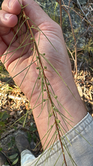 Acacia quadrilateralis (Acacia quadrilateralis)