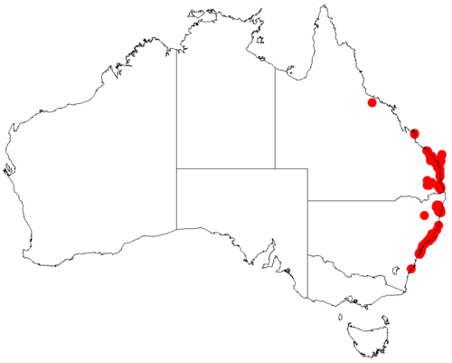 Acacia quadrilateralis: Acacia quadrilateralis occurrence data from Australasian Virtual Herbarium downloaded from https://doi.org/10.26197/5c06138894b on December 8 2018. Removed PERT
