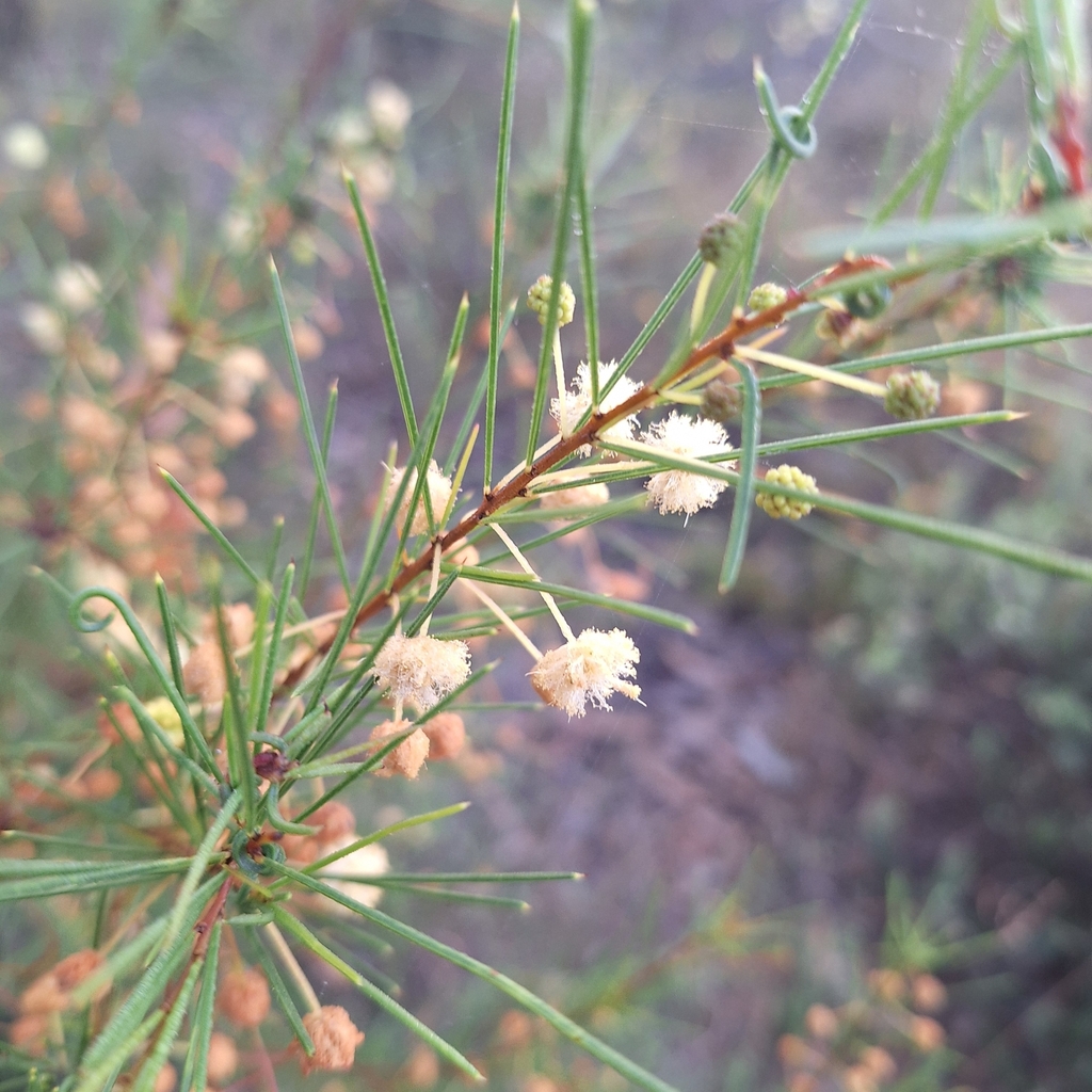 Acacia quadrilateralis (Acacia quadrilateralis)