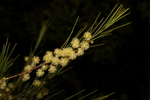 Acacia quadrilateralis (Acacia quadrilateralis)