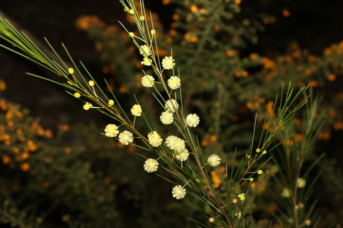 Acacia quadrilateralis (Acacia quadrilateralis)