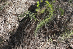 Acacia quadrilateralis (Acacia quadrilateralis)