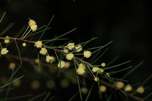 Acacia quadrilateralis (Acacia quadrilateralis)