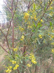Water wattle (Acacia retinodes)