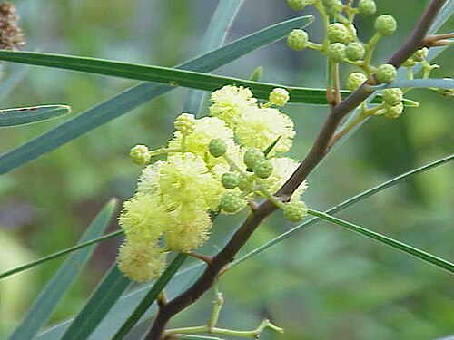 Water wattle: Species : Acacia melanoxylon Acacia retinodes Family : Mimosaceae Image No. 2