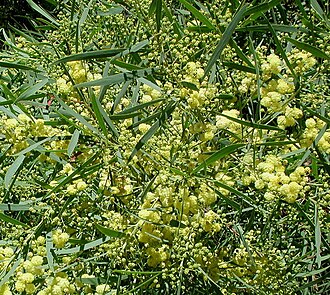 Water wattle: Acacia retinodes