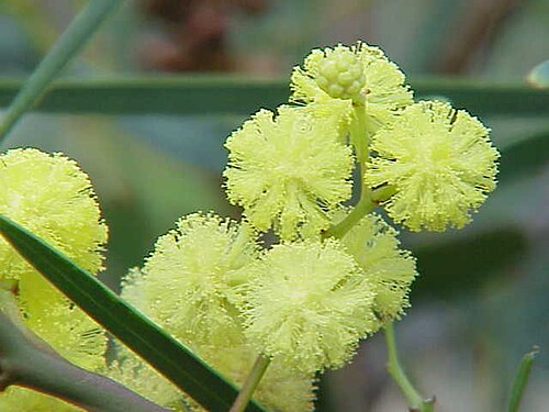 Water wattle: Species : Acacia melanoxylon Acacia retinodes Family : Mimosaceae Image No. 1