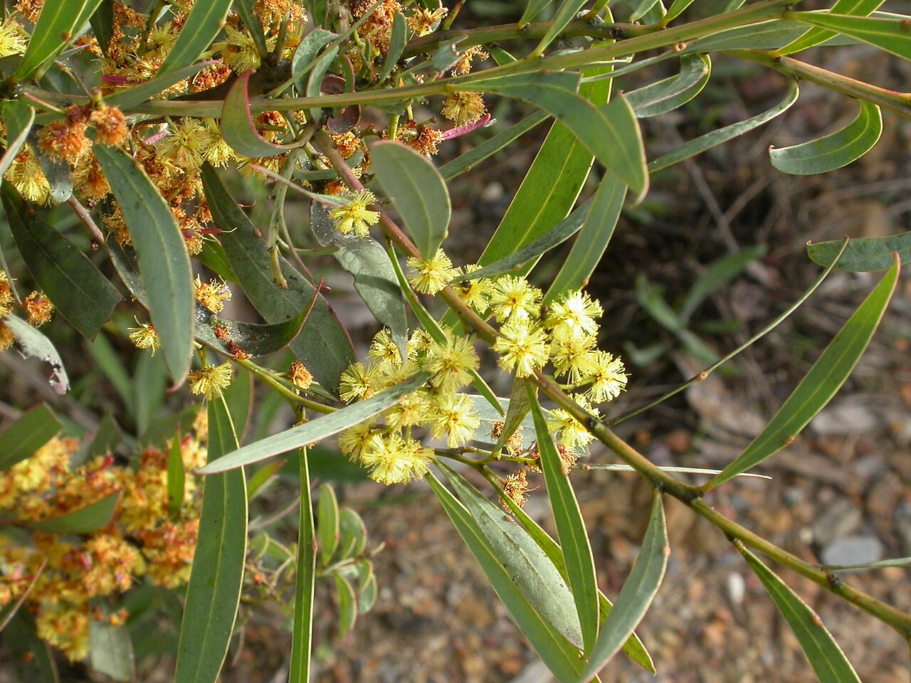 Red-leaf wattle: Acacia rubida A.Cunn., Black Mountain, Canberra, ACT, 8 October 2010
