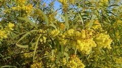 Red-leaf wattle (Acacia rubida)