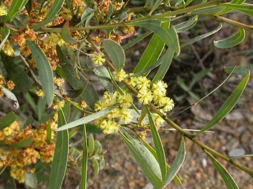 Red-leaf wattle (Acacia rubida)
