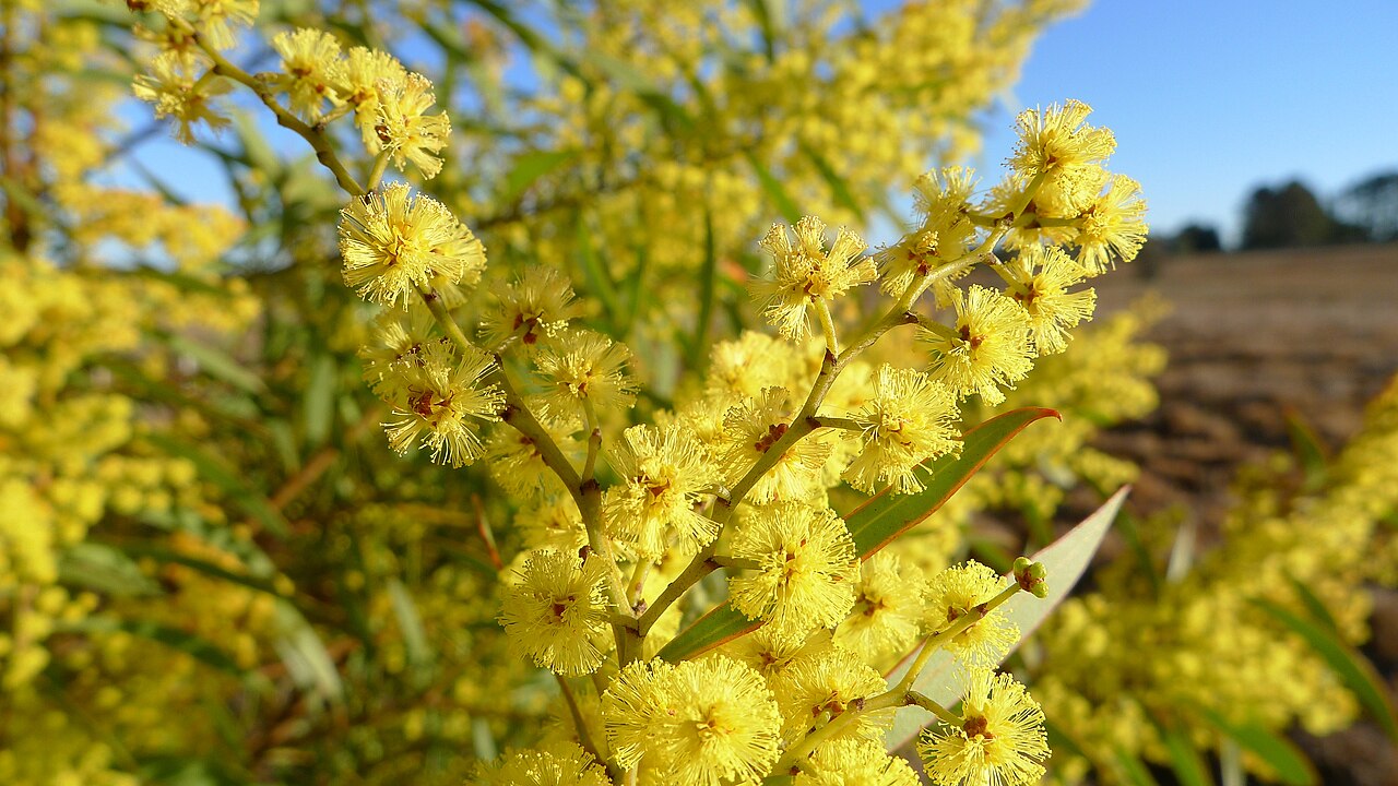 Red-leaf wattle: Red-stemmed Wattle, Acacia rubida , flowers. Gundaroo Common, Gundaroo NSW Australia, August 2013.
