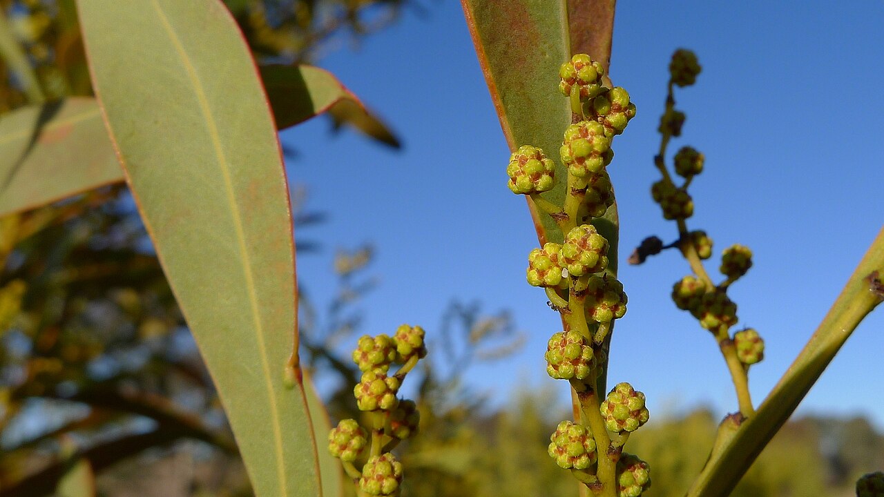 Red-leaf wattle: Red-stemmed Wattle, Acacia rubida , buds. Gundaroo Common, Gundaroo NSW Australia, August 2013.