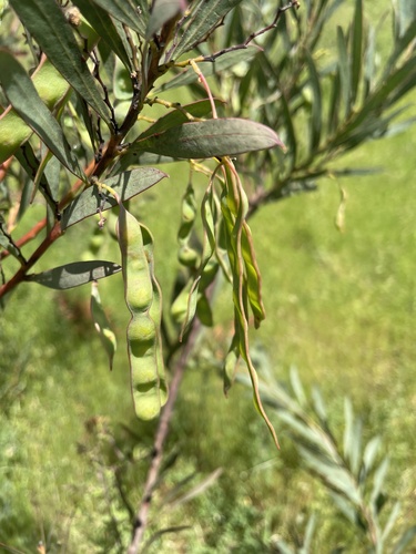 Red-leaf wattle (Acacia rubida)