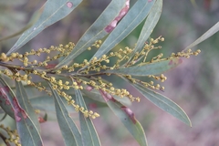 Red-leaf wattle (Acacia rubida)