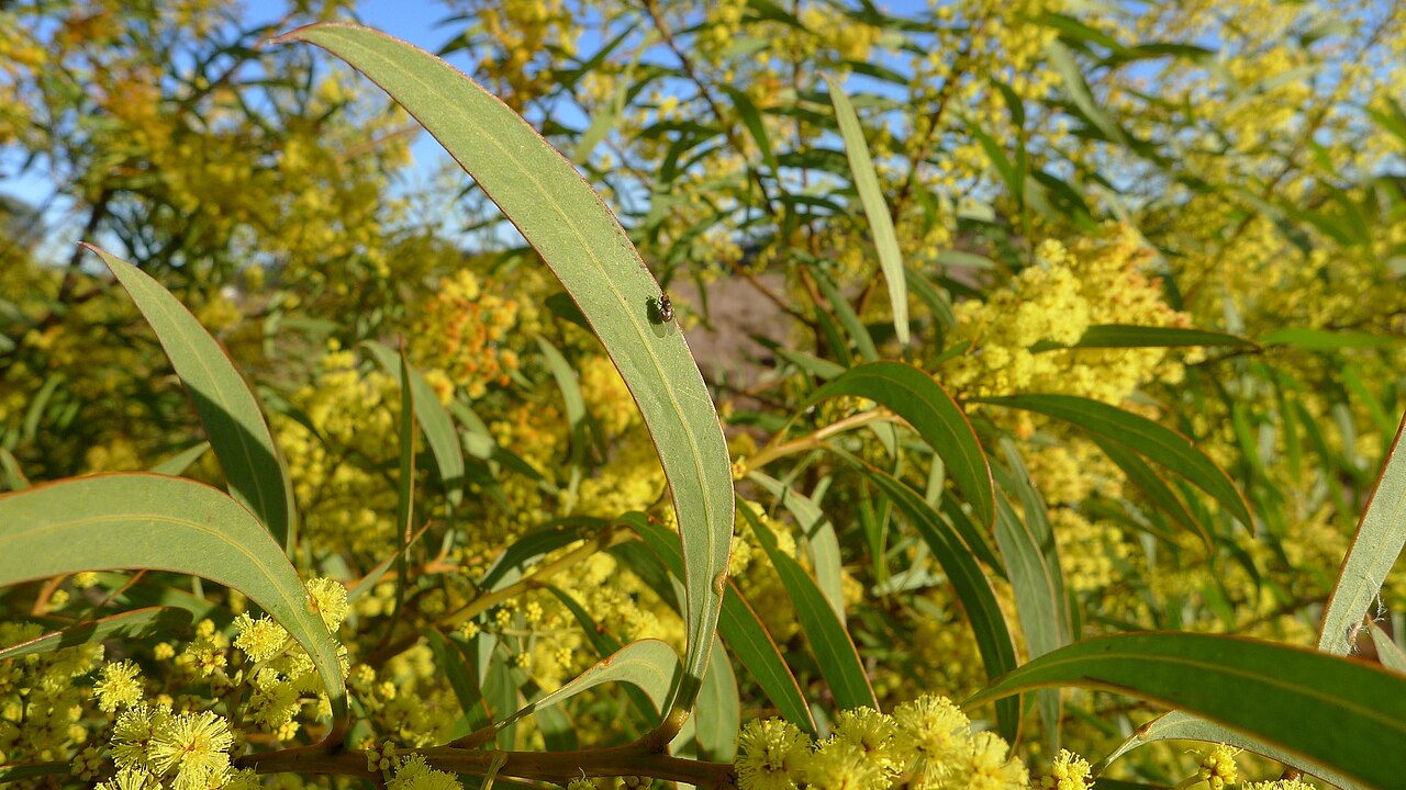 Red-leaf wattle: Red-stemmed Wattle, Acacia rubida , leaf. Gundaroo Common, Gundaroo NSW Australia, August 2013.