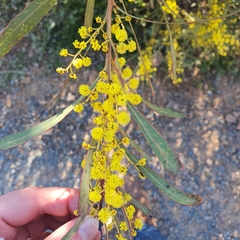 Red-leaf wattle (Acacia rubida)