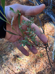 Red-leaf wattle (Acacia rubida)
