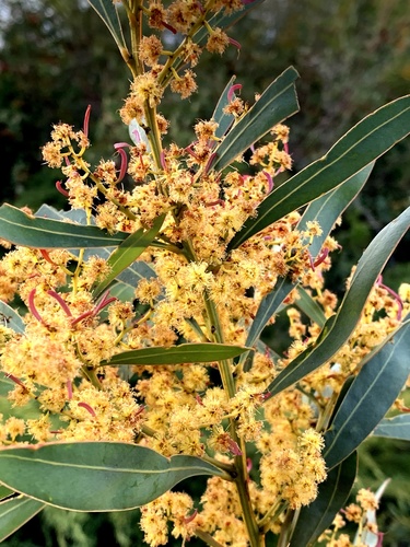Red-leaf wattle (Acacia rubida)