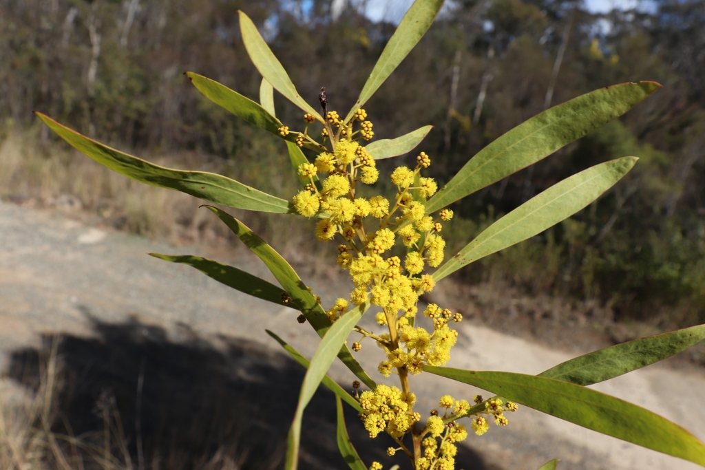 Red-leaf wattle (Acacia rubida)