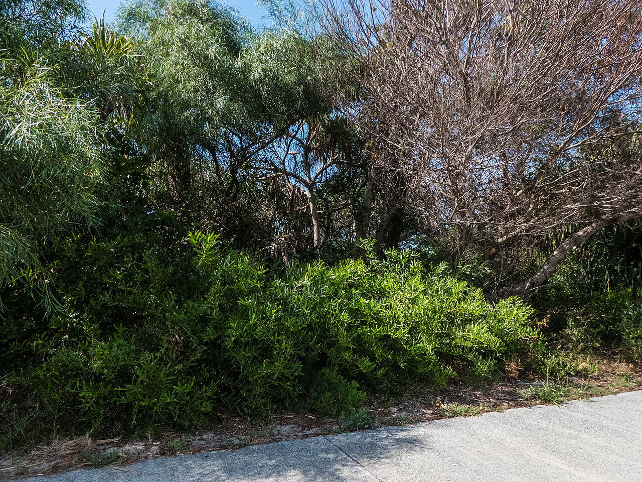 Acacia: The flora of Ballina, New South Wales is a mix of ornamental plantings and the original vegetation complex.