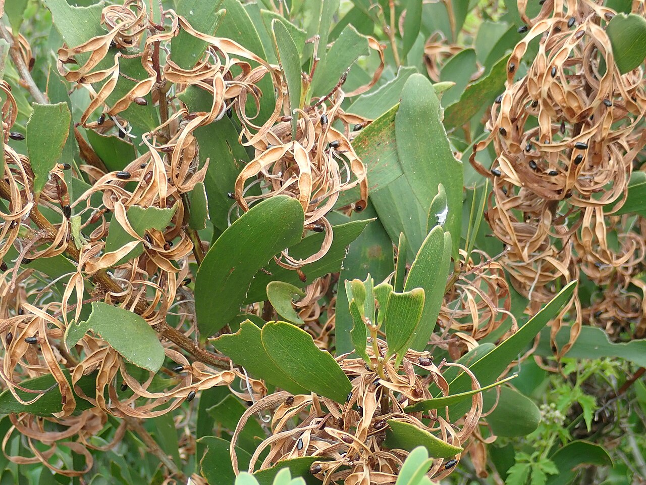 Acacia: Acacia sophorae, Barrenjoey sand spit, 16/12/2019