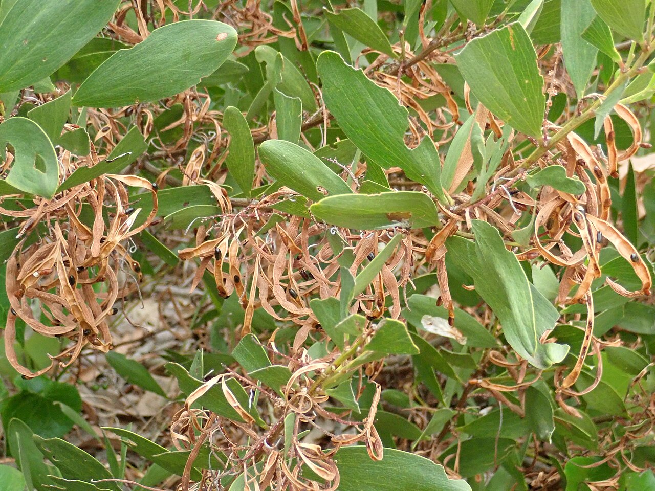Acacia: Acacia sophorae, Barrenjoey sand spit, 16/12/2019