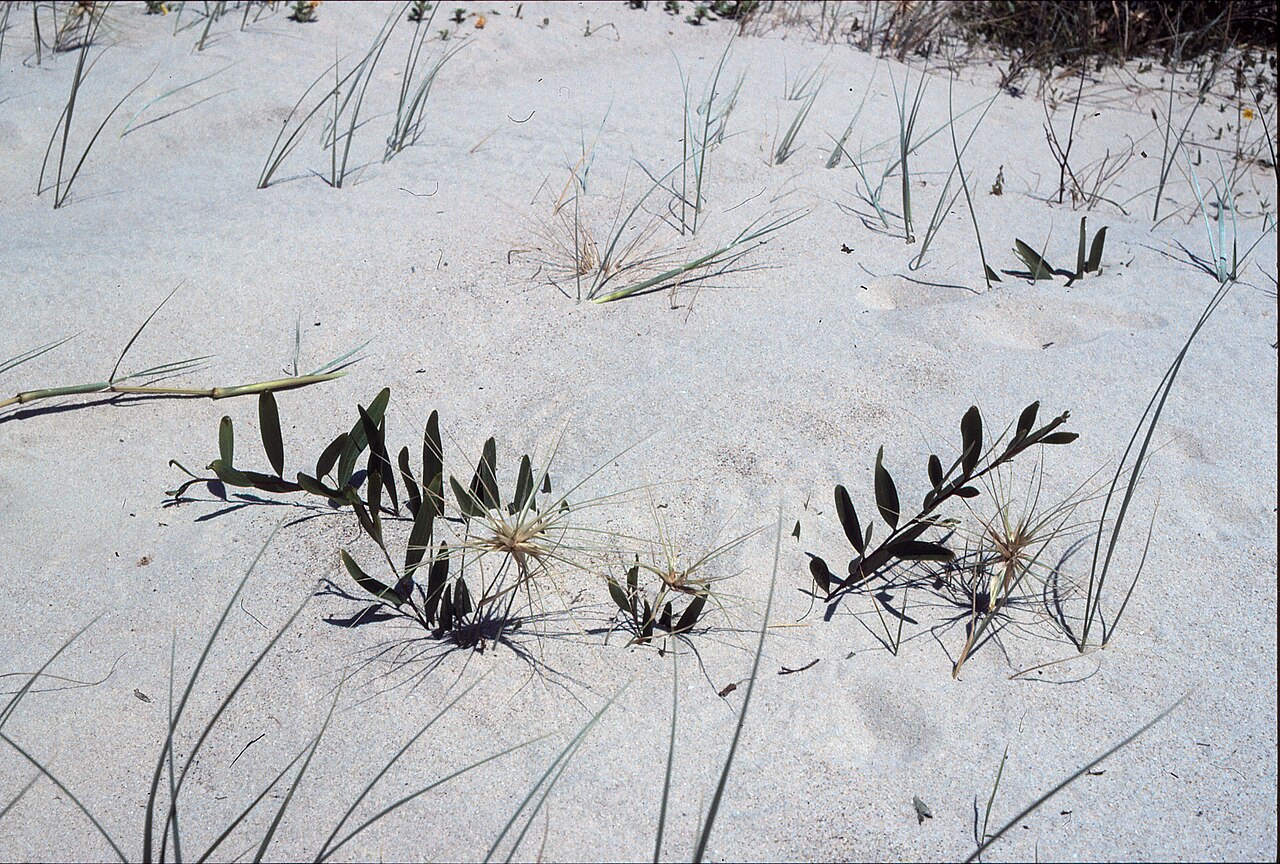 Acacia: The flora of Palm Beach, Queensland is mostly ornamental, though some remnants of the original flora remain.