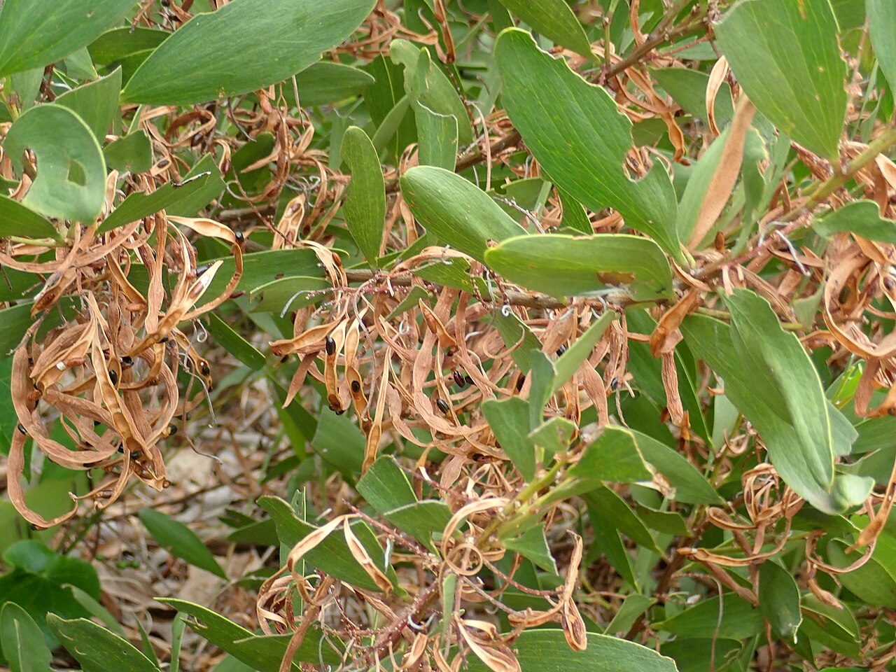 Acacia: Acacia sophorae, Barrenjoey sand spit, 16/12/2019