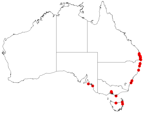 Acacia: Acacia sophorae occurrence data from Australasian Virtual Herbarium downloaded from https://doi.org/10.26197/5c06138894b on December 8 2018