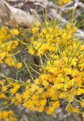 Acacia spinescens (Acacia spinescens)